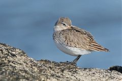 Dunlin